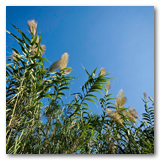 Gonzalez Reeds thumbnail-01