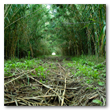 Gonzalez Reeds thumbnail-02