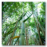 Gonzalez Reeds thumbnail-03