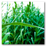 Gonzalez Reeds thumbnail-04