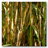 Gonzalez Reeds thumbnail-05