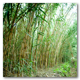 Gonzalez Reeds thumbnail-06