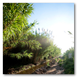 Gonzalez Reeds thumbnail-07