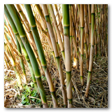 Gonzalez Reeds thumbnail-08