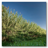 Gonzalez Reeds thumbnail-09