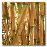 Gonzalez Reeds thumbnail-10