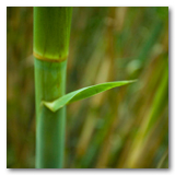 Gonzalez Reeds thumbnail-12