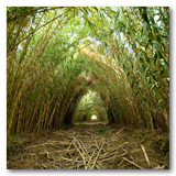 Gonzalez Reeds thumbnail-13