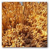 Gonzalez Reeds thumbnail-15