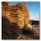 Gonzalez Reeds thumbnail-16