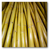 Gonzalez Reeds thumbnail-17