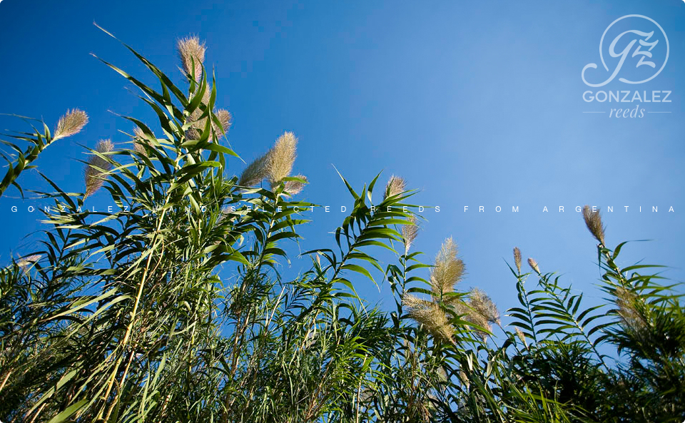 Gonzalez hand selected reeds from Argentina