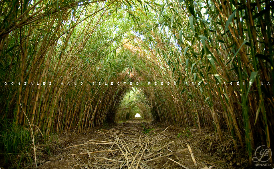 Gonzalez hand selected reeds from Argentina